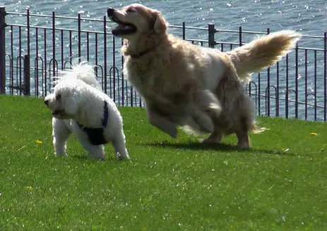 Two dogs play on vibrant synthetic turf by a waterfront. One is a fluffy white dog standing, while the golden retriever jumps energetically. A metal fence and water add charm to this scene created with expert artificial grass installation.