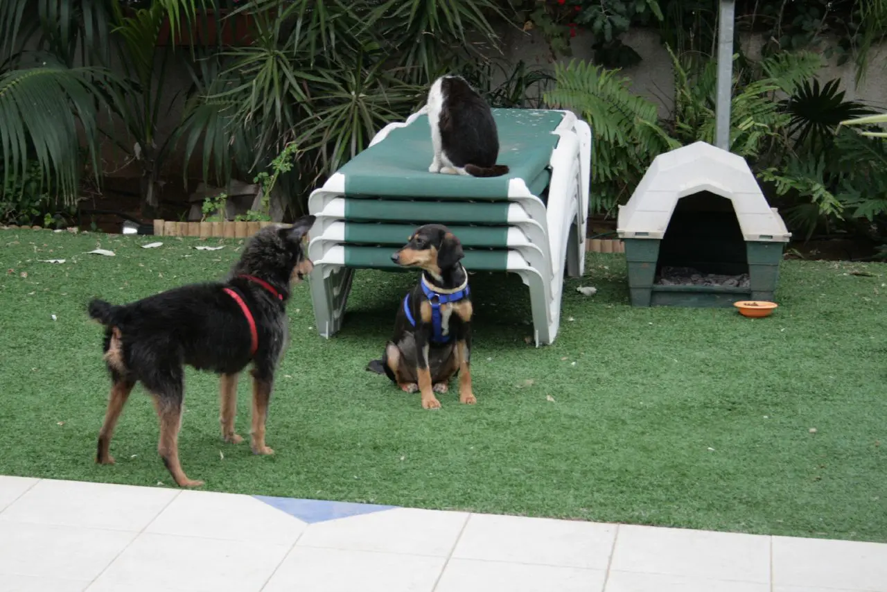 Two dogs, one standing and one sitting, are on synthetic grass near a stack of lounge chairs with a cat on top. A small green pet house and an orange bowl can also be seen in the background, highlighting a quality artificial turf installation.