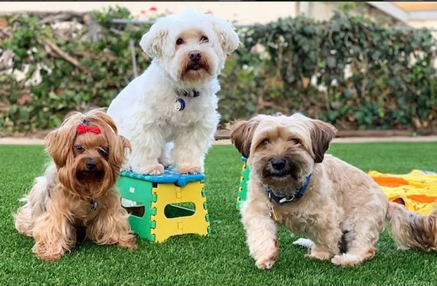 Three small dogs pose on green grass; a white dog stands on a colorful stool, a tan dog sits nearby, and a brown dog with a red bow sits left. Bushes and a fence are in the background—a perfect scene for El Mirage artificial grass installation.