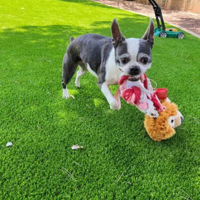 A small black and white dog stands on a bright artificial turf lawn, holding a plush toy in its mouth. A lawn mower is visible in the background.