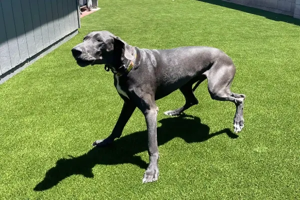 A large gray Great Dane with a collar strolls across bright green artificial turf in a sunny Tolleson, AZ backyard, casting a shadow on the grass.